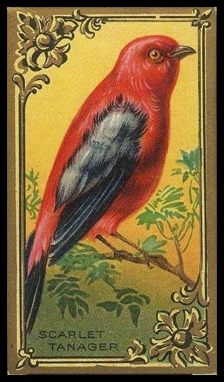 T43 Scarlet Tanager